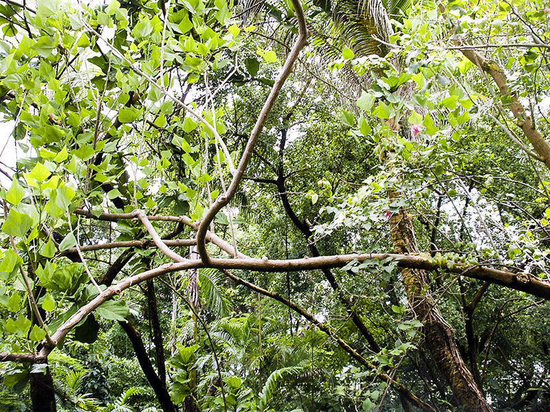 slideshow